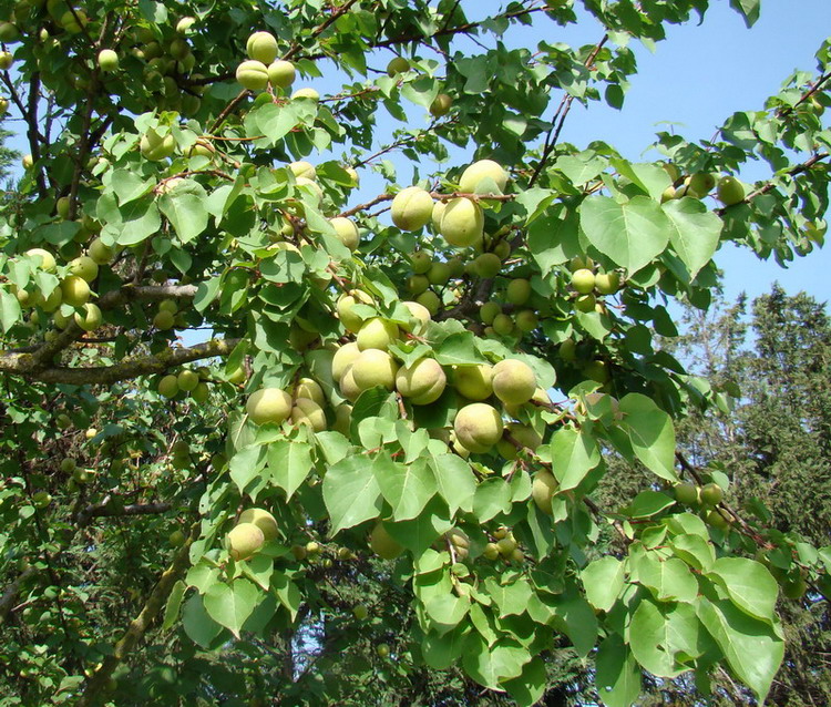 Sviluppo vegetale dell'' albicocco Prunus armeniaca